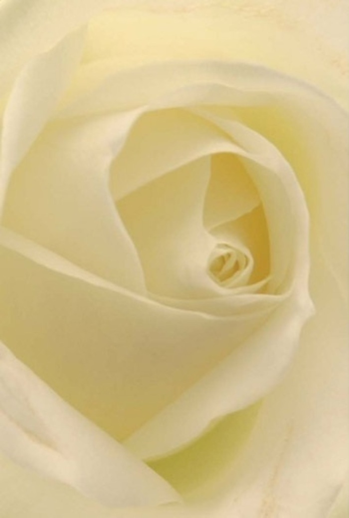 The serene glow of an ivory rose comes to life in this close-up, capturing the layered tranquility only found in blooms sourced and artfully composed by Enfield's own expert florists. From a perspective so close you can practically feel the cool silkiness of each petal, the composition reveals how shades of white and cream blend seamlessly together, infusing the rose with a luminous grace. Ambient light wraps softly around each curl, as if the flower were illuminated from within-mirroring the gentle sunrise that bathes Enfield's green spaces like Trent Park in the early hours. The near-perfect spiral of the rose's core suggests purity and quiet perseverance, making it a fitting choice for both sentimental occasions and elegant Enfield weddings. The way light and shadow play along the petal edges adds depth and draws out the understated drama that a true florist recognises in every well-tended blossom. There is an unspoken yet vivid fragrance here-clean, serene, and suitable for new beginnings or heartfelt apologies alike. Created with genuine care in Enfield, this rose offers not only natural beauty but also the subtle craftsmanship that connects local artistry with meaningful moments.