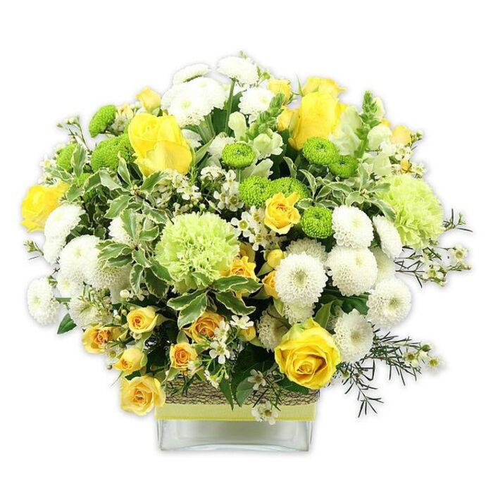 A beautifully balanced floral arrangement in a clear, low square glass vase radiates warmth and freshness, blending sunny yellows, crisp whites, and vivid greens in a cheerful display that could easily brighten a home anywhere from Enfield Town to Palmers Green. At the centre, classic yellow roses stand tall, their petals spiralling out in full, velvety blooms, while partially open buds hint at flowers still to come. Nestled among them, smaller yellow spray roses form clusters of tiny rosettes, weaving between the larger blooms and filling the composition with texture. White pompom chrysanthemums, with their densely layered, ball-shaped heads, lend a soft, plush look, like little cushions of light. Dotted between them are bright lime green button chrysanthemums, perfectly round and eye-catching, and larger, paler green blossoms with ruffled, frilled edges, reminiscent of green carnations or decorative chrysanthemums. A rich mix of greenery frames the flowers: broad, variegated leaves edged in creamy white, glossy deeper green foliage, and fine, airy sprigs of filler greens. Small, star-shaped white filler flowers are scattered throughout, softening the transitions between blooms and adding a delicate, lacy detail. The vase is given a tactile accent with a rustic band around its middle, appearing to be woven bark or natural fibre, overlaid with a neat lime green ribbon that echoes the bouquet's zesty highlights. The clean white background allows every colour and texture to stand out, giving the impression of a carefully crafted piece from an experienced Enfield florist who knows how to capture the brightness of a local park in bloom. This arrangement feels perfect for a spring birthday, a new home near Enfield Lock, or a thoughtful gesture that brings joy, renewal, and a gentle sense of celebration.